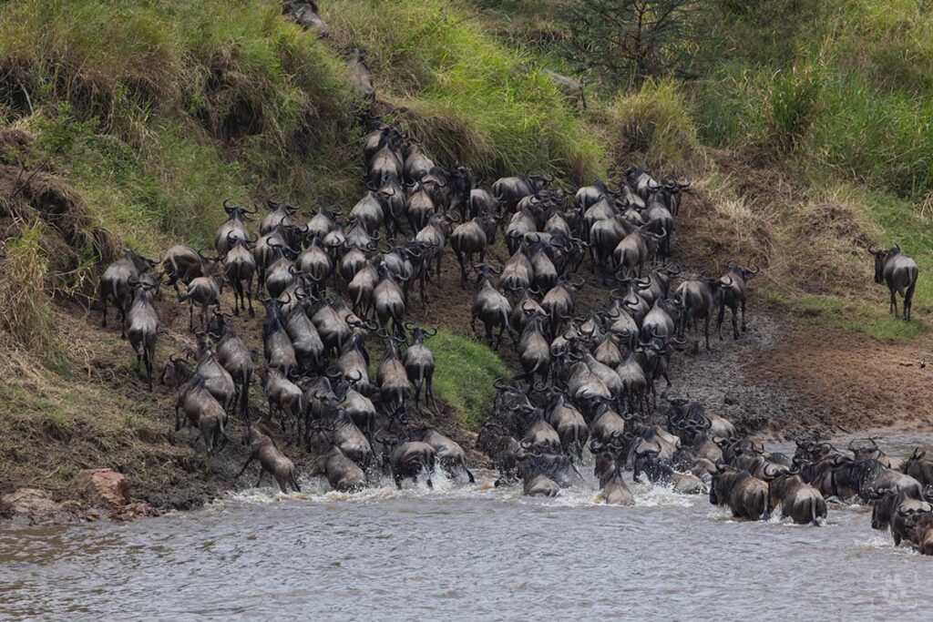 Guado del fiume Mara del Serengeti