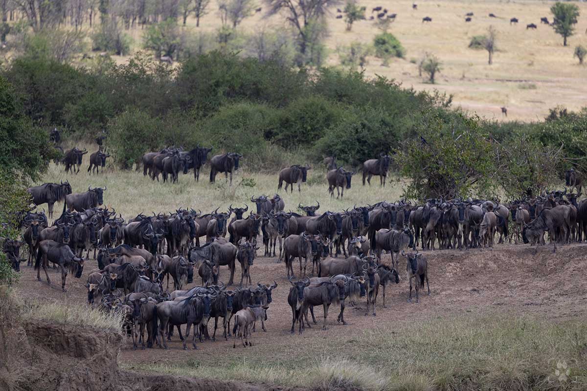 Bufali africani
