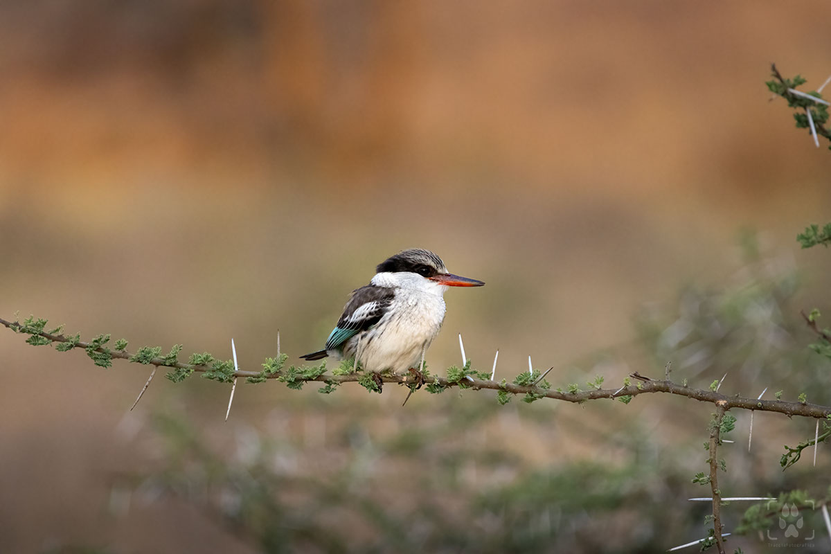 Martin pescatore serengeti