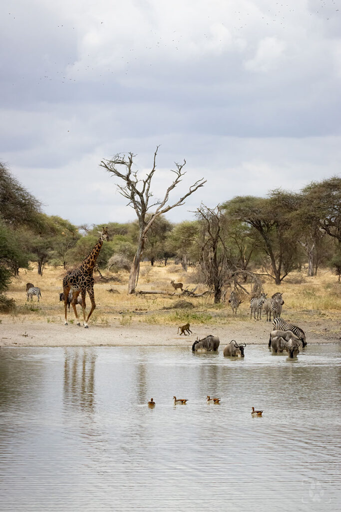Stagno nel Tarangire