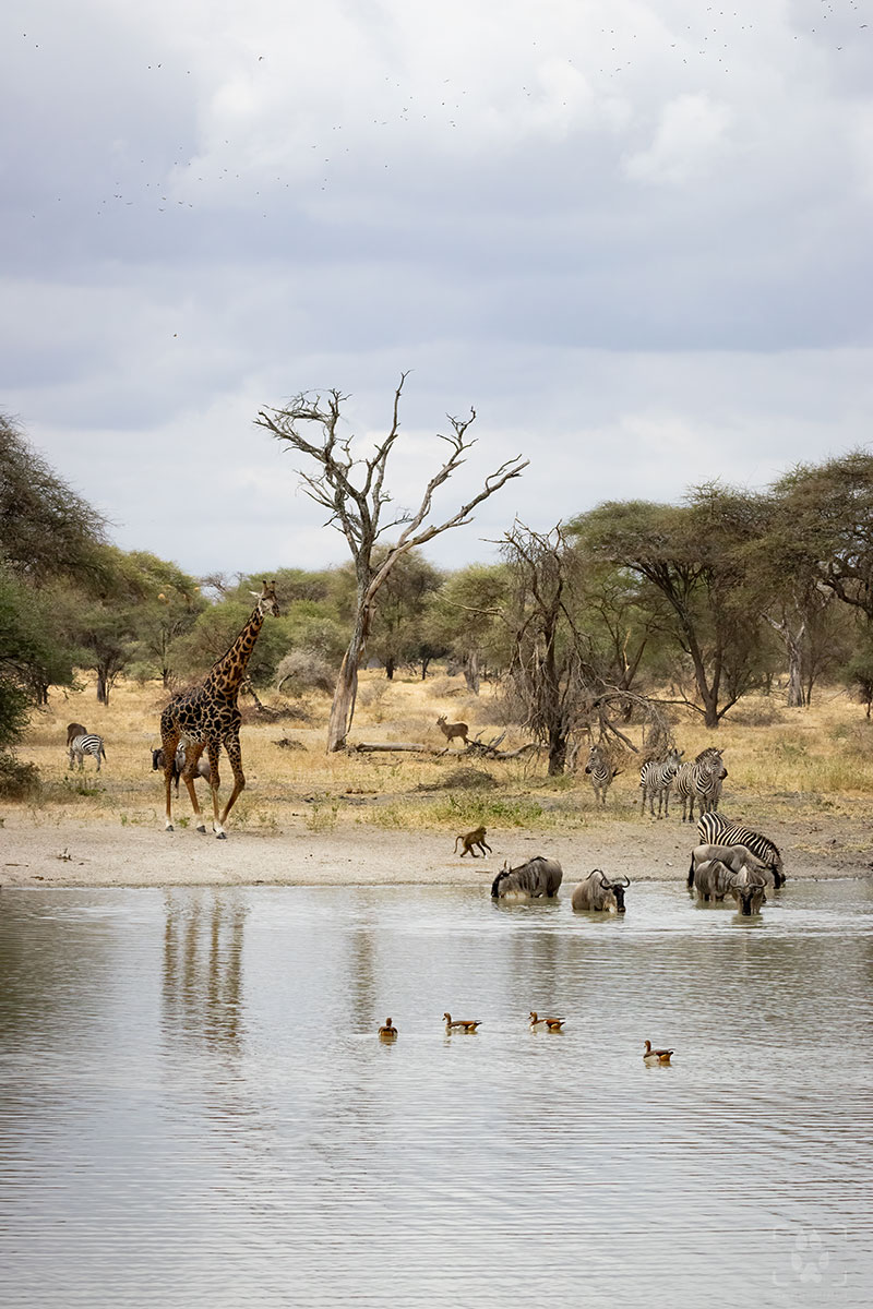 Animali nel parco Tarangire