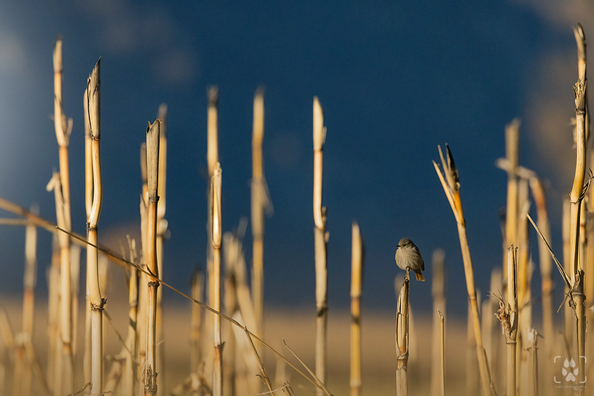 Passero in un canneto