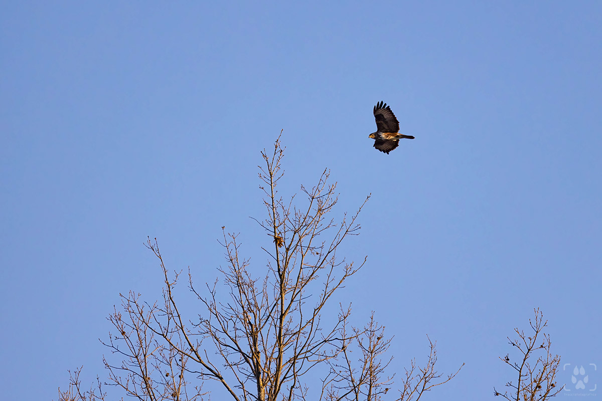 rapace volo emilia romagna
