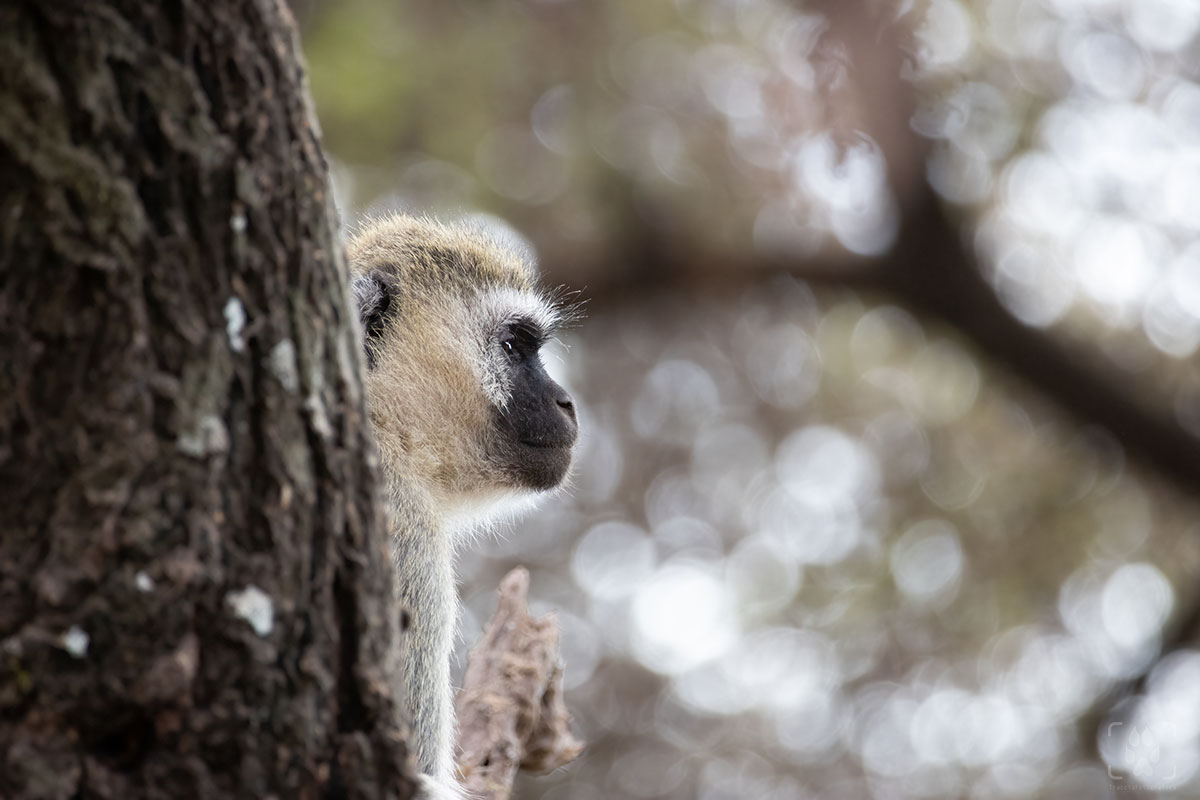 Scimmia blu nel Ngorongoro