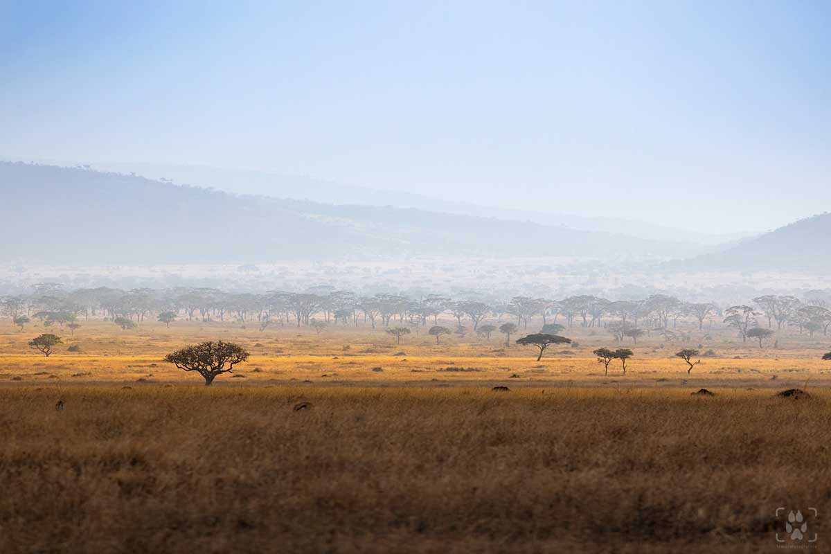Serengeti pianura