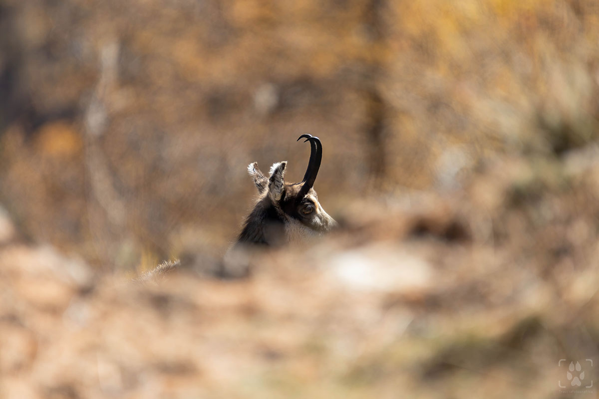 fotografare i camosci