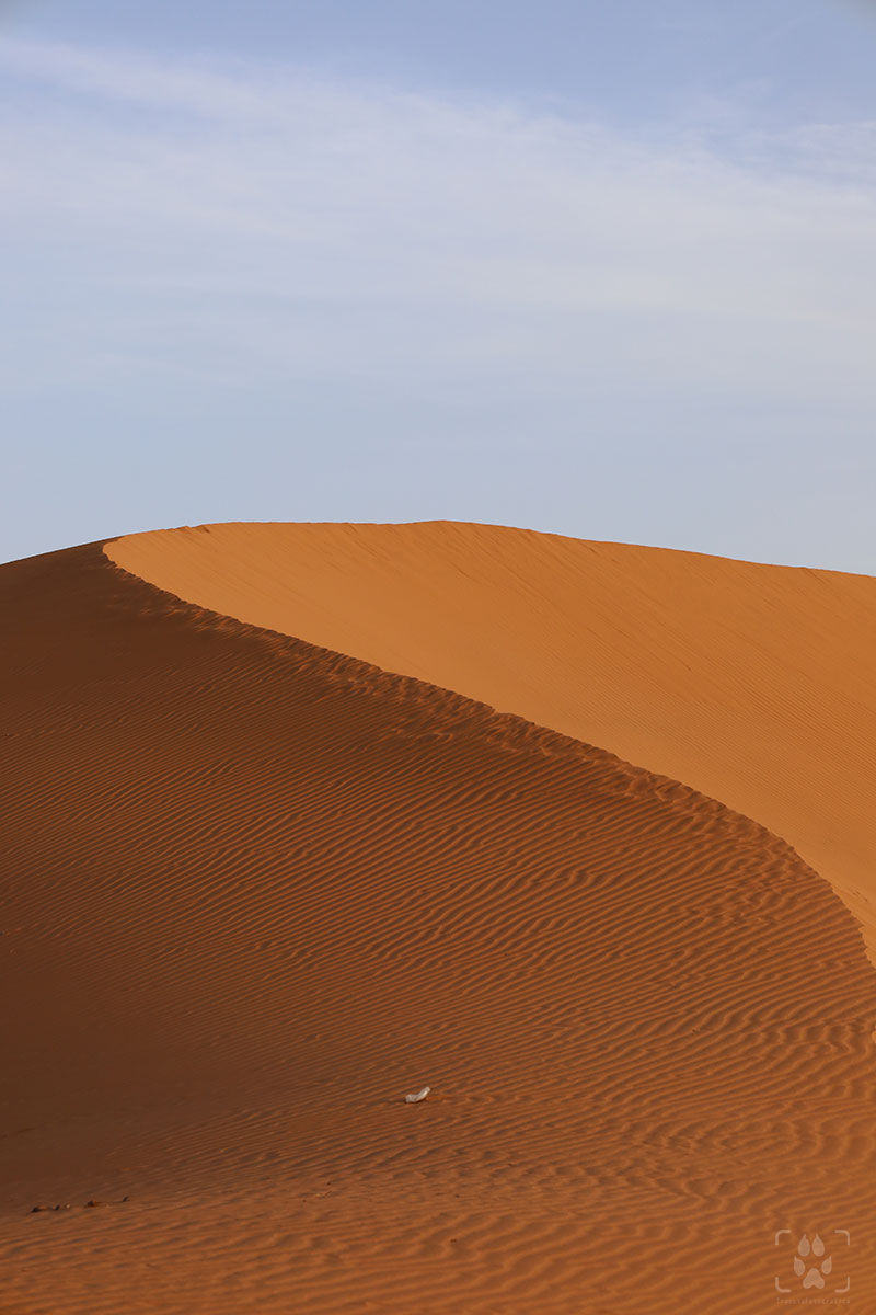 Zagora dune del deserto