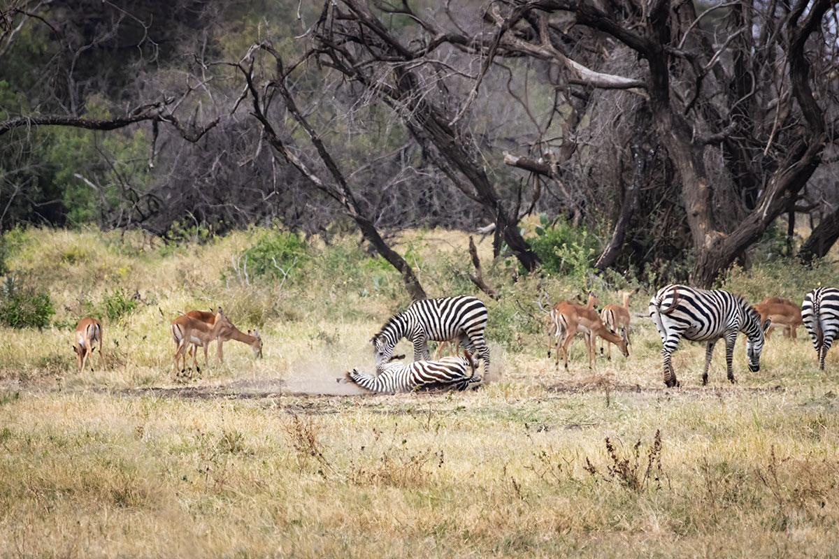 zebre e gazzelle nel tarangire