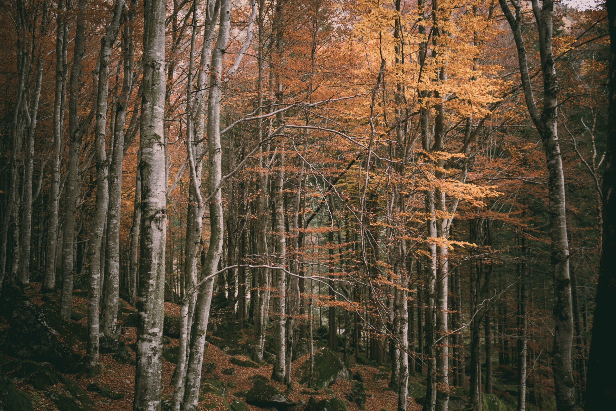 Guida attrezzatura per fotografia naturalistica