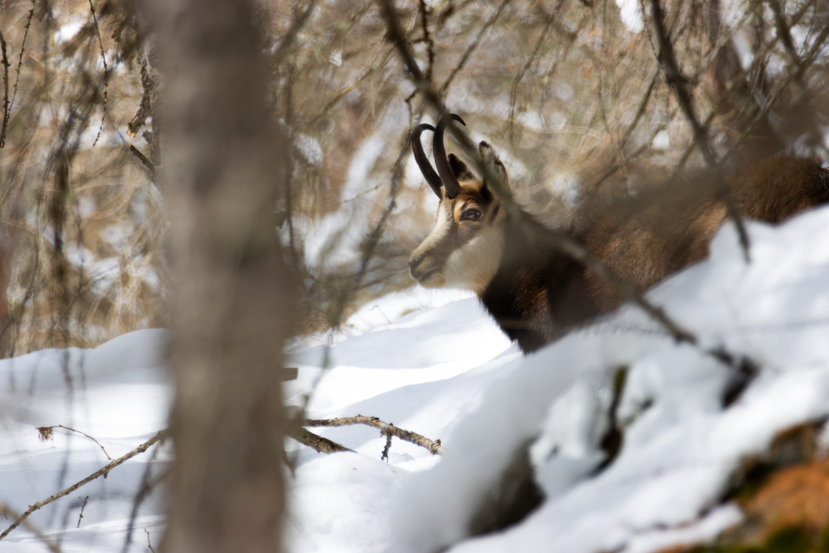 Miglior obiettivo per fotografare animali selvatici