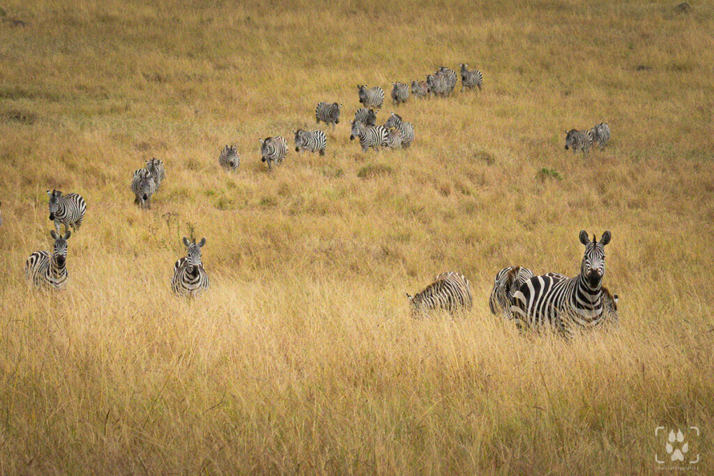 Zebre nella savana