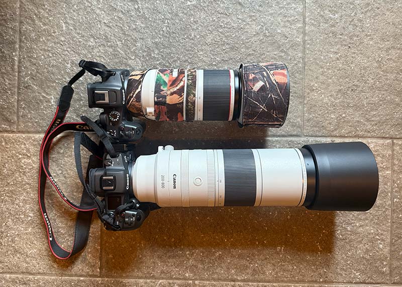canon rf 100-500 & rf200 800