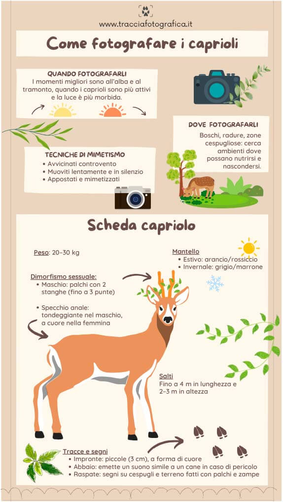 infografica come fotografare i caprioli