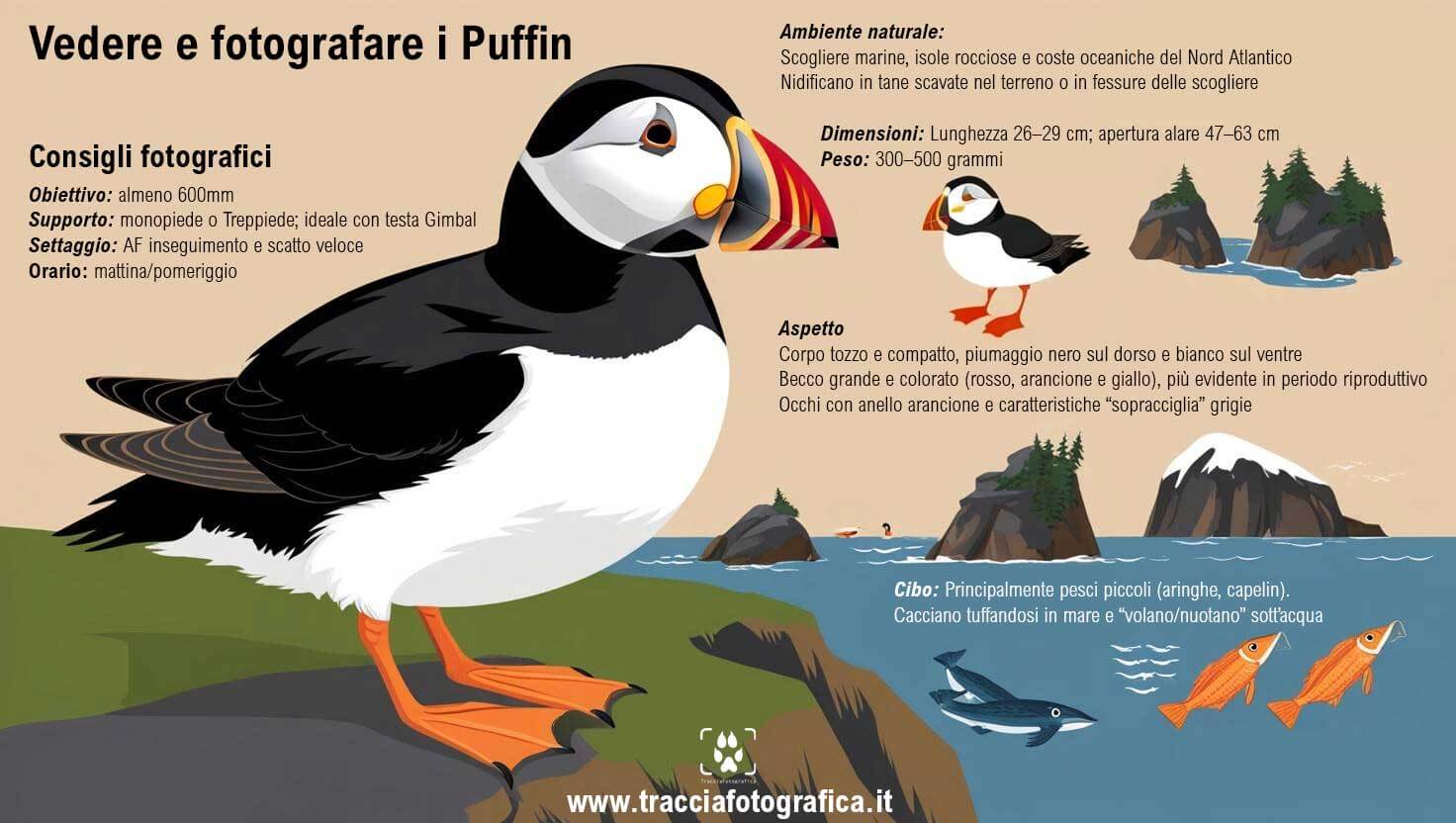 infografica vedere fotografare puffin islanda