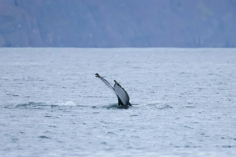 avvistamento balene husavik