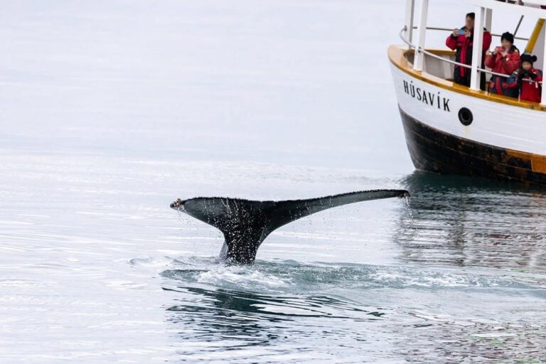 fotografare balene islanda