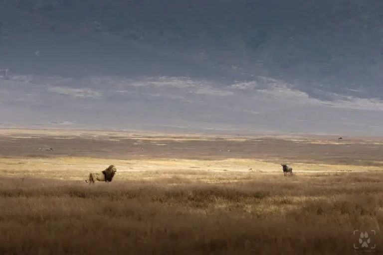 safari fotografico consigli