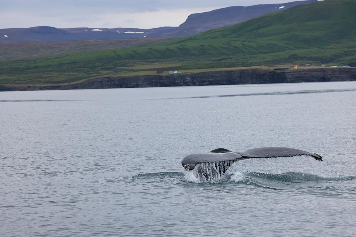 whale watching islanda