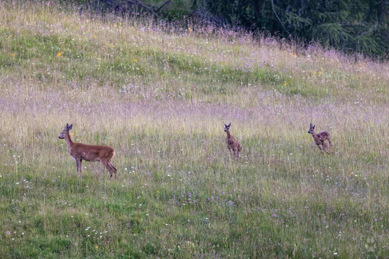 etica fotografia naturalistica