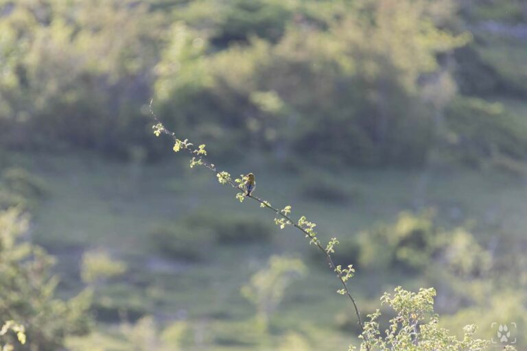 Come fotografare gli uccelli