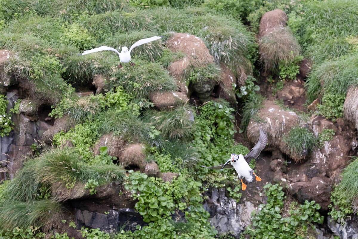come fotografare gli uccelli in volo