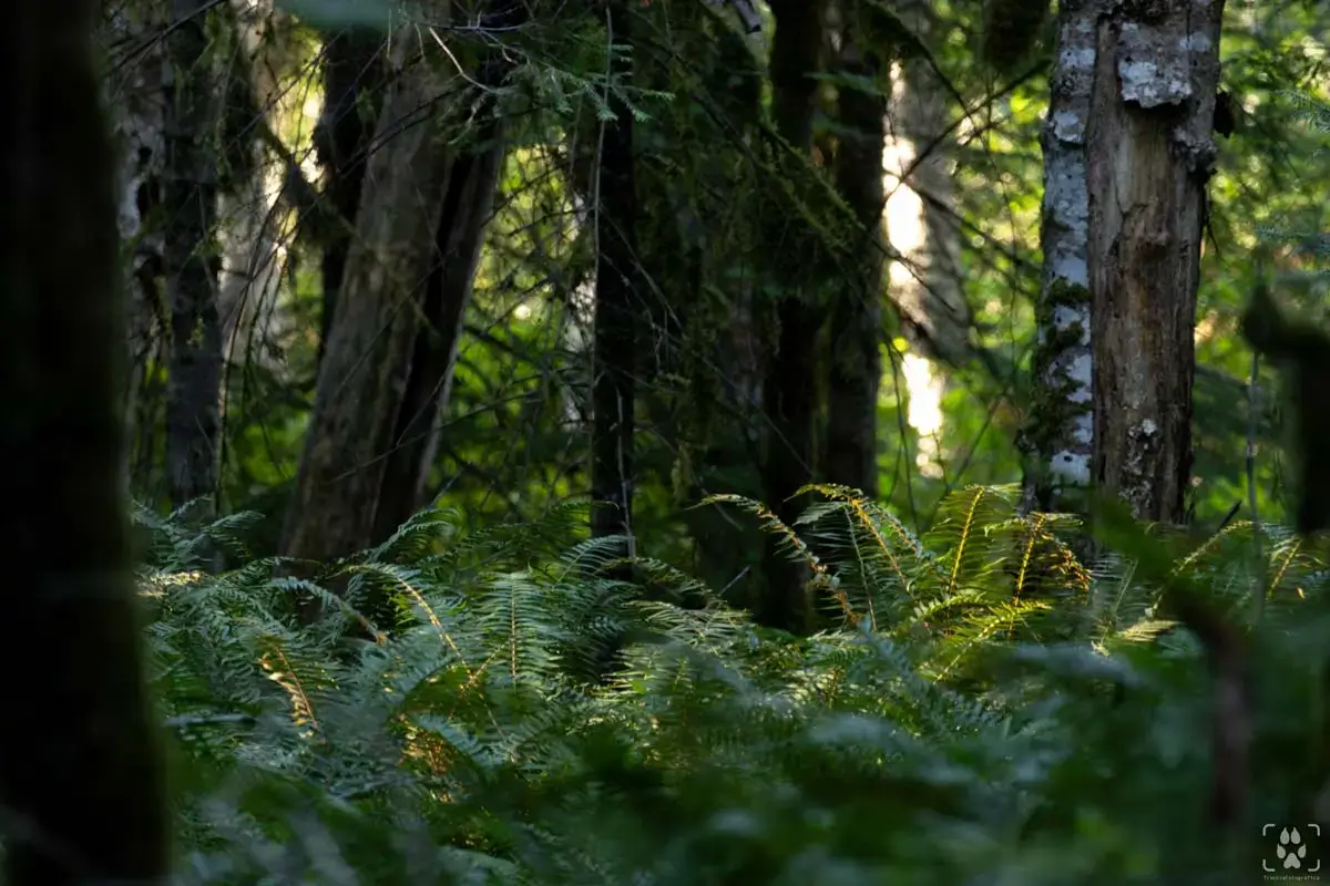 foresta pluviale vancouver island