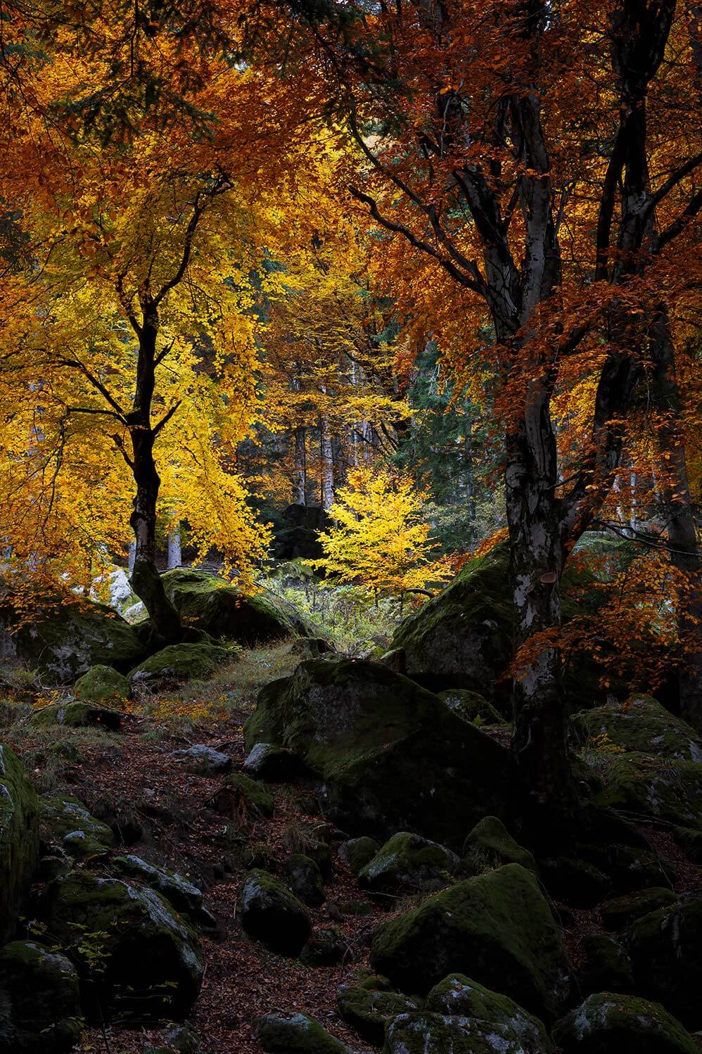 come fotografare il foliage