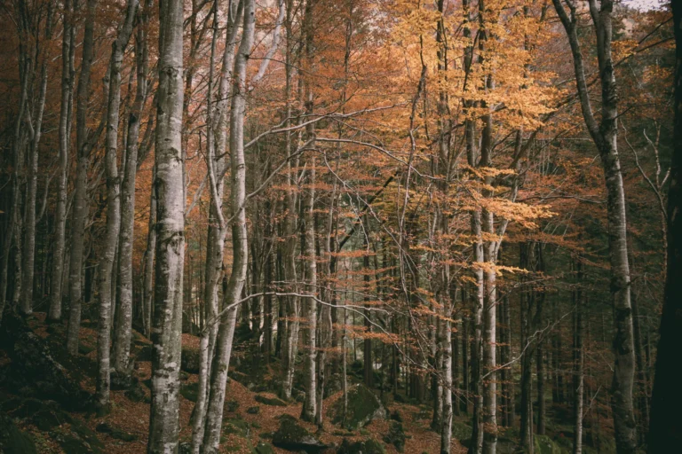 fotografare foliage paesaggio autunno