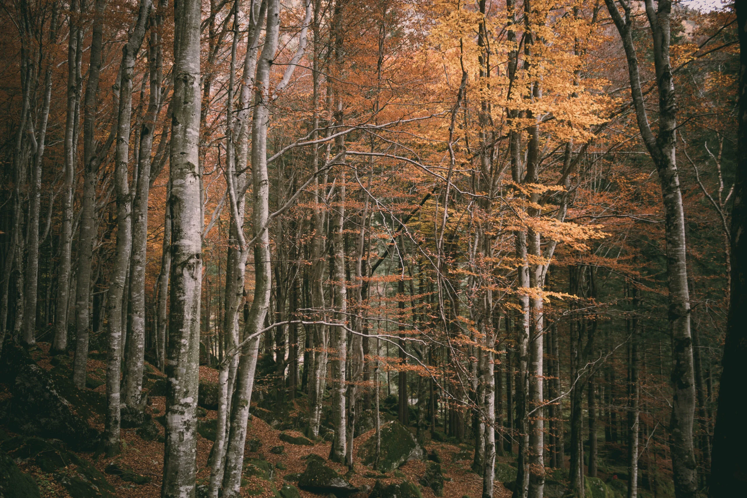 fotografare foliage paesaggio autunno