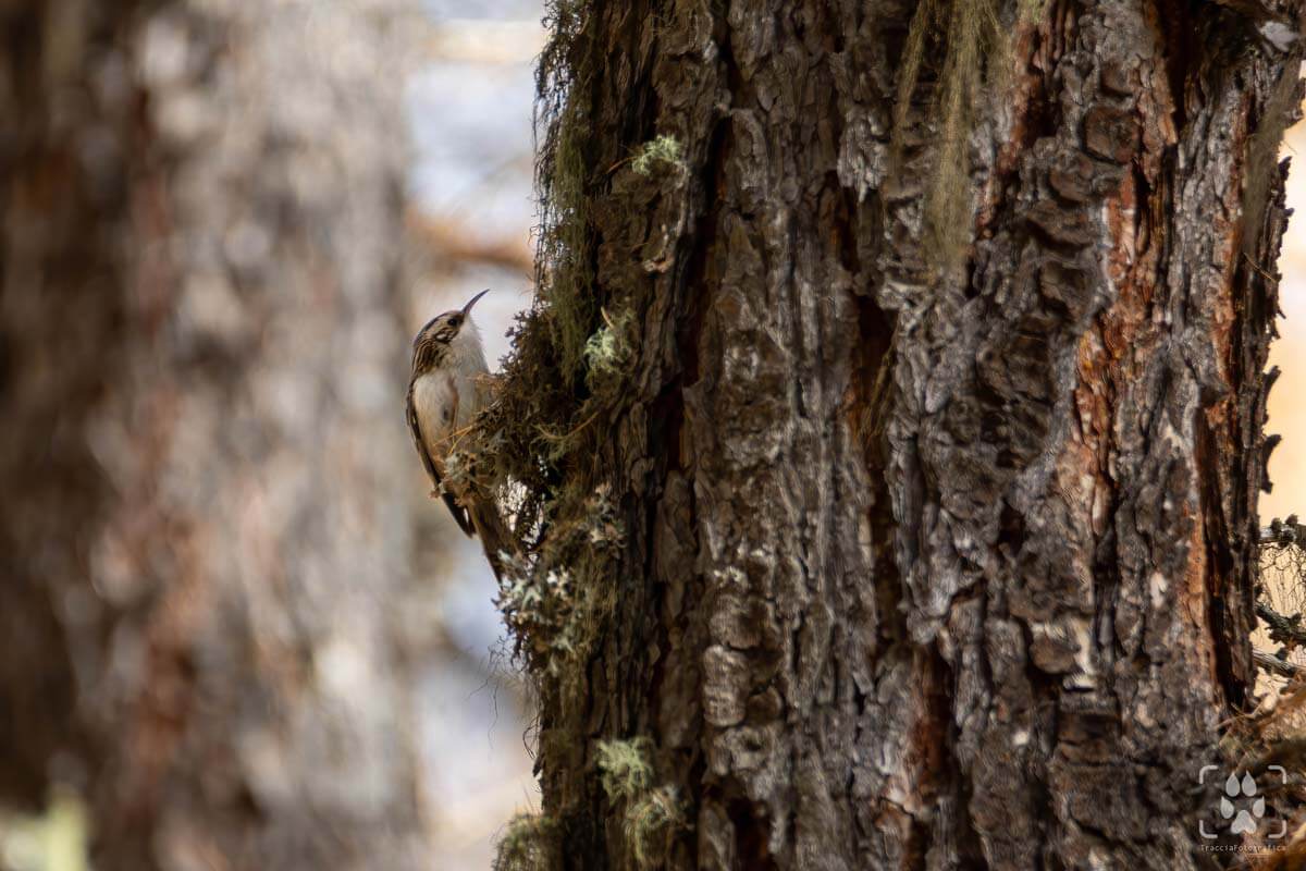fotografare la avifauna