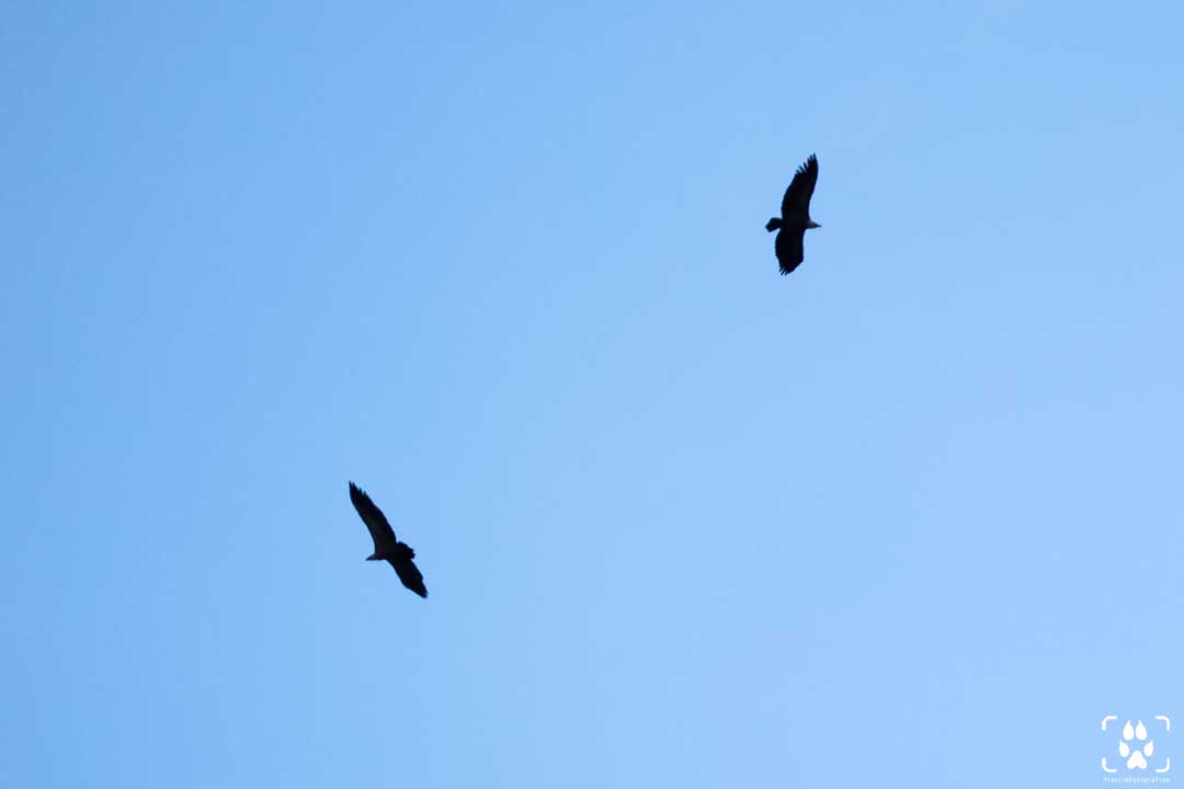 fotografare uccelli in volo silhouette