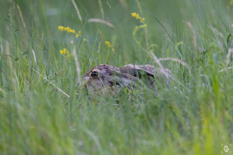 fotografia naturalistica come iniziare