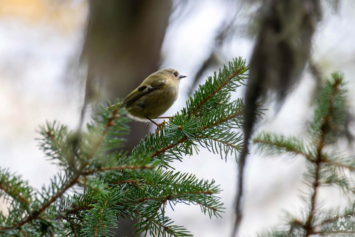 fotografia naturalistica principianti attrezzatura