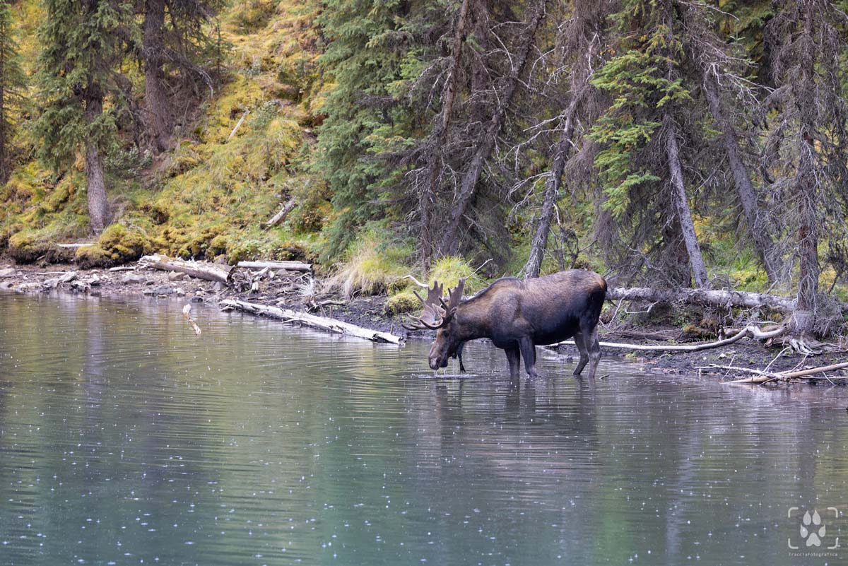 alce sotto la pioggia lake moose