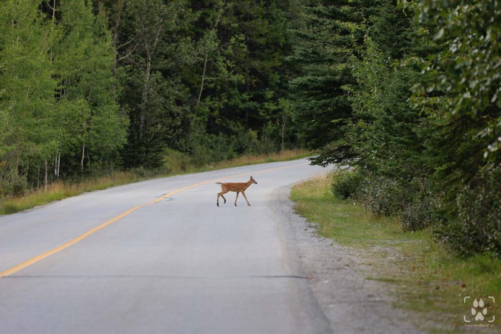 attraversamento della strada da parte di un cervo in Canada