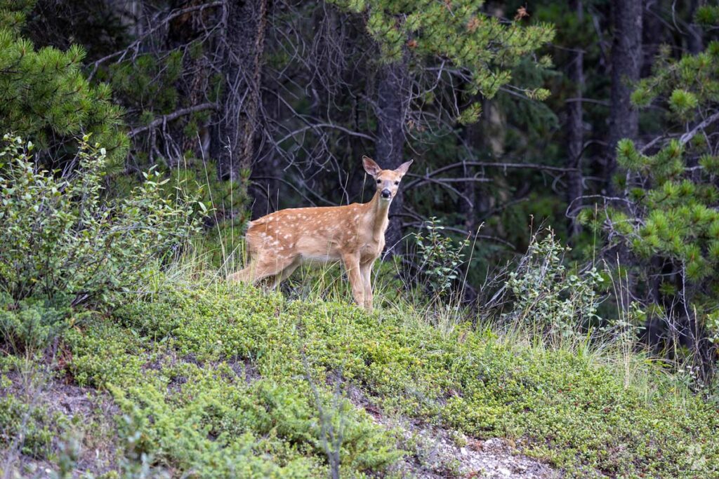 piccolo di cervo fotografato nel viaggio fotografico in Canada