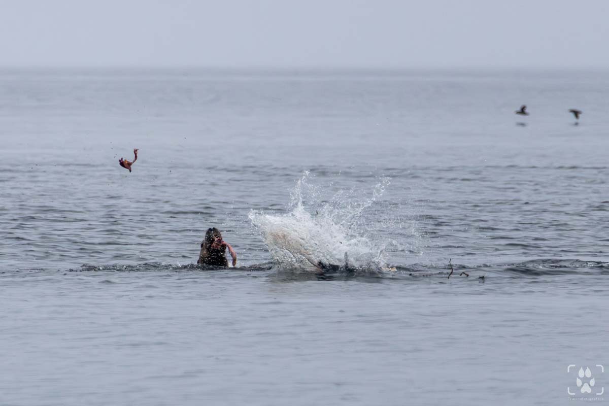 fauna marina Vancouver Island