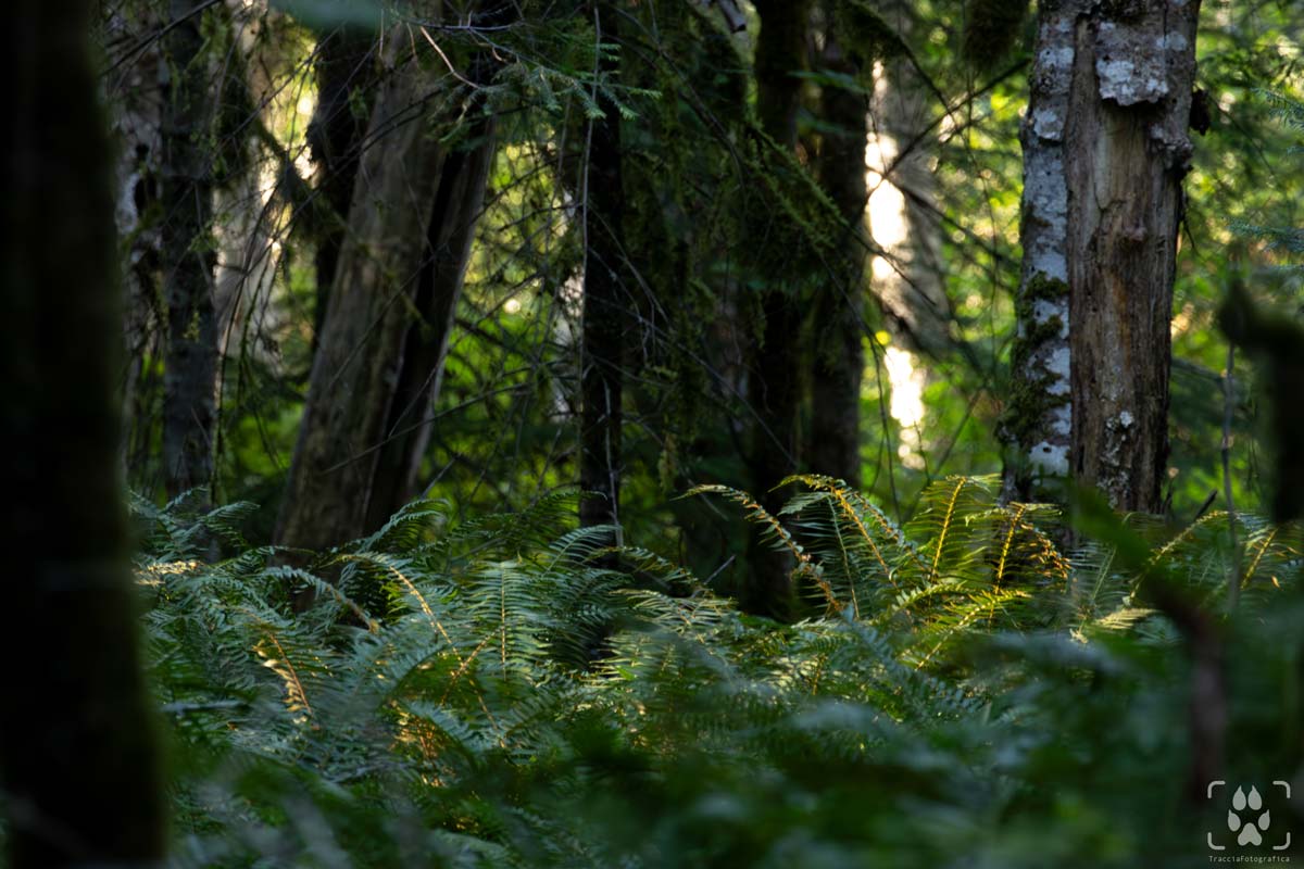 orso grizzly Bute Inlet