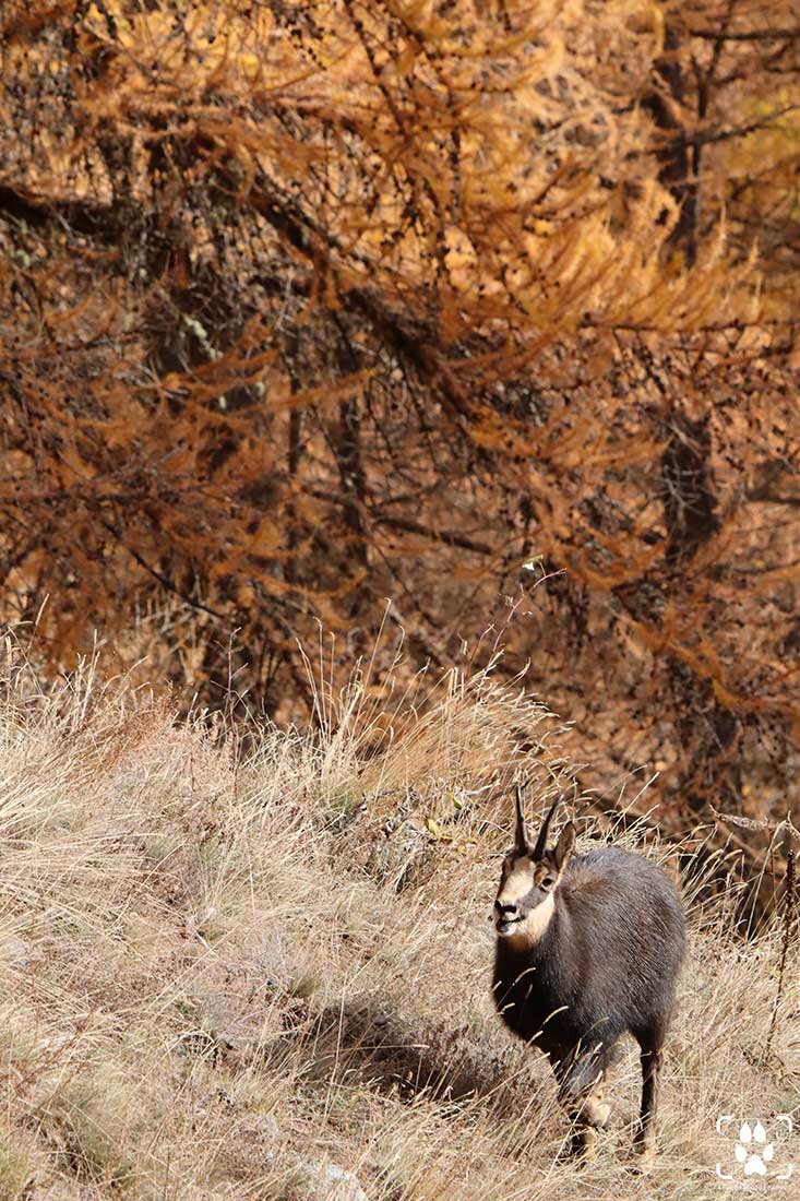 fotografare i camosci