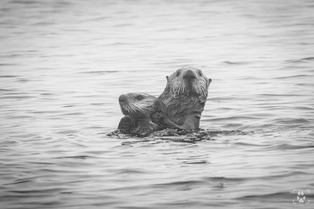 lontre vancouver island