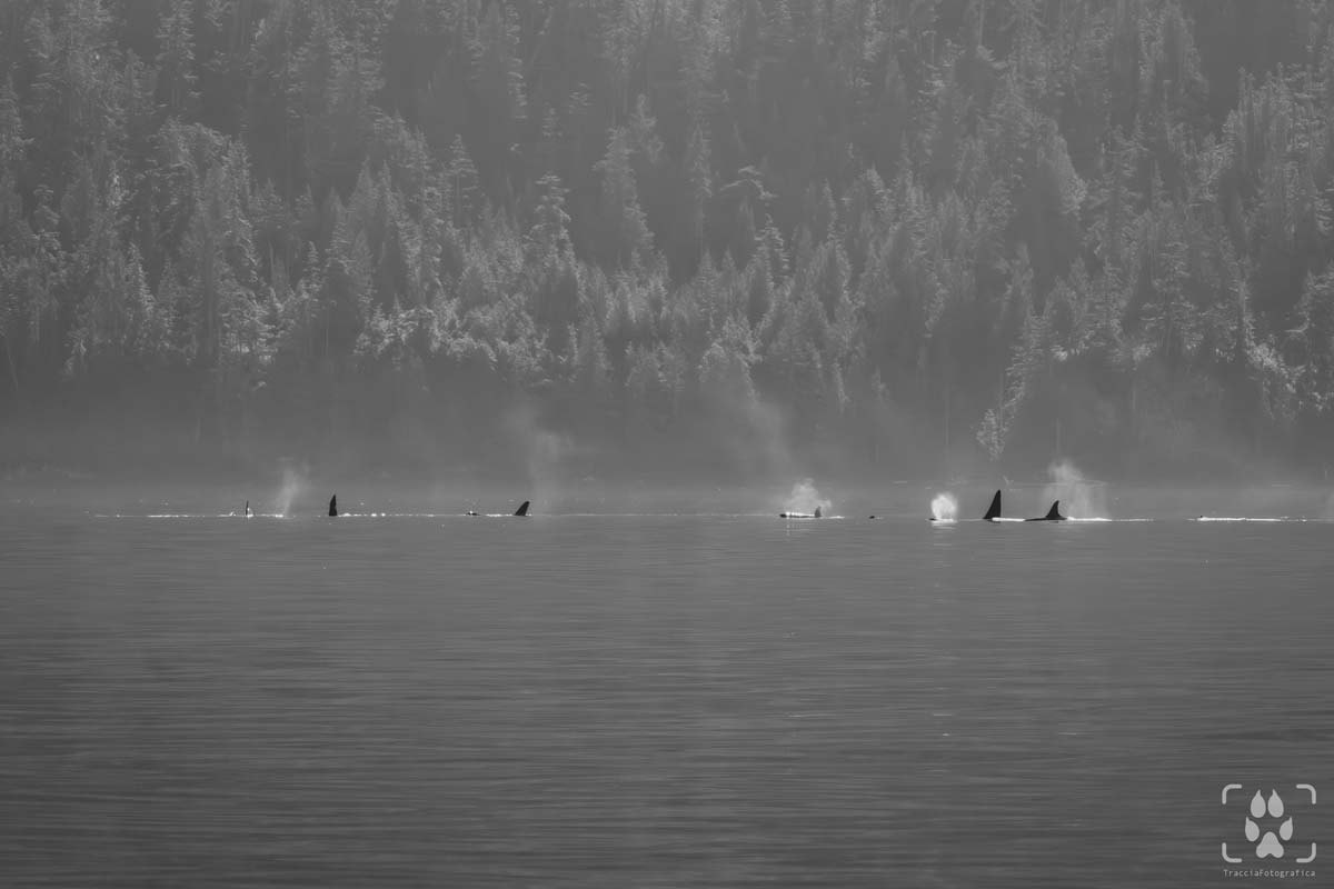 orsi grizzly cuccioli great bear rainforest