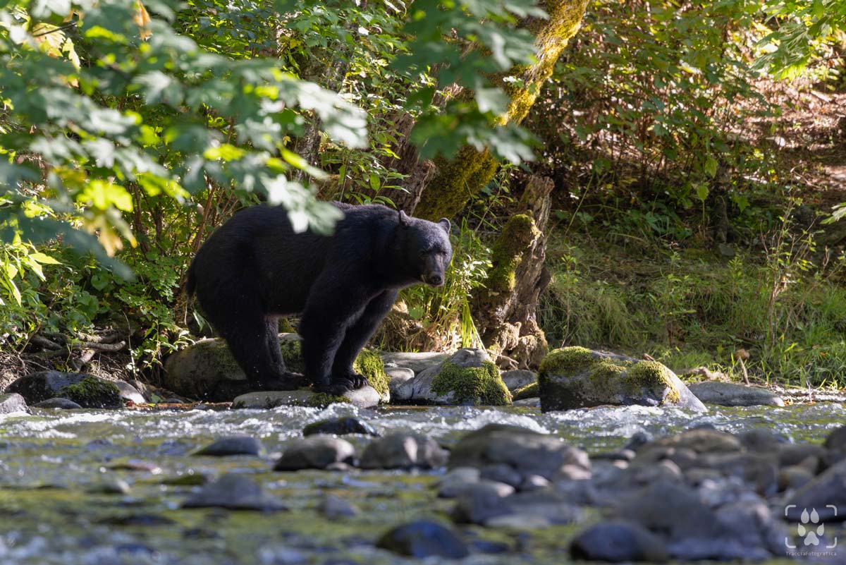 orso nero campbell river