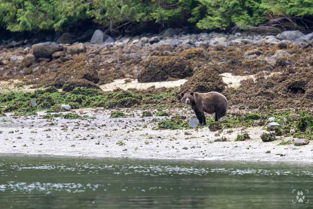 viaggio fotografico in canada Vancouver Island