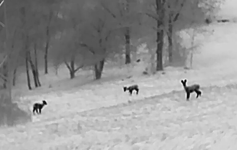 visore monocolo termico fotografia naturalistica