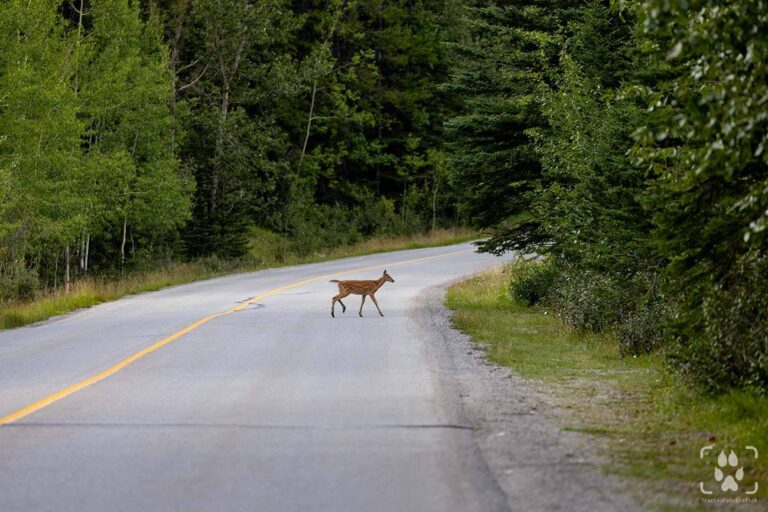 conservation photography