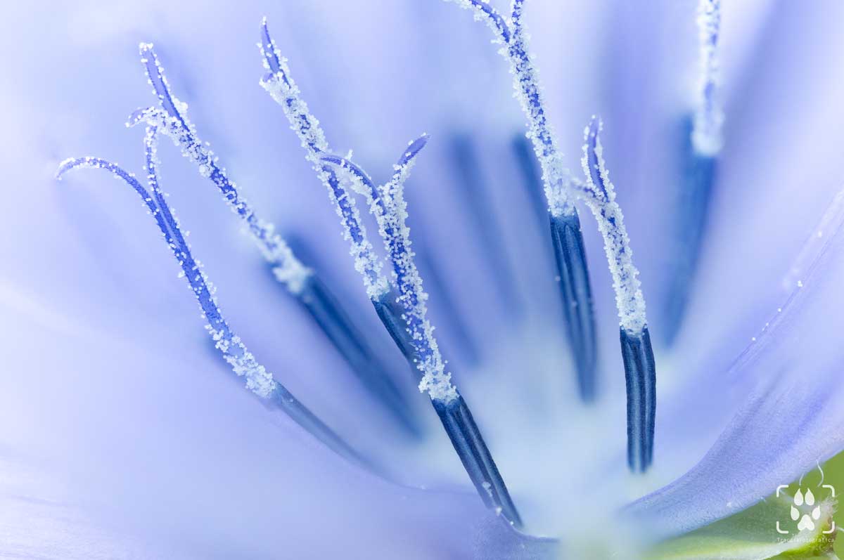 macrofotografia fiori