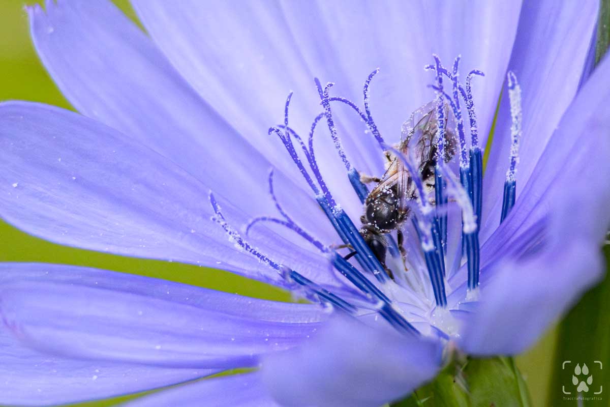 macrofotografia naturalistica guida