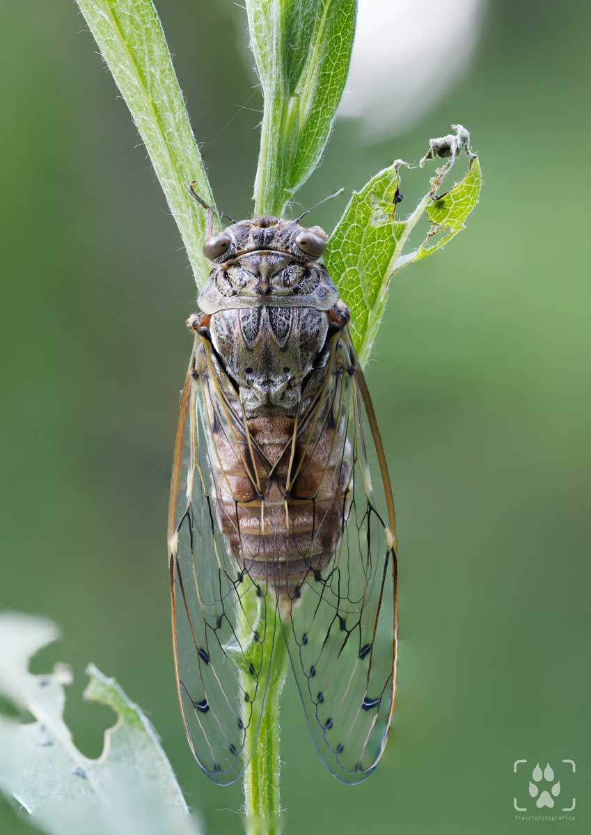 macrofotografia naturalistica