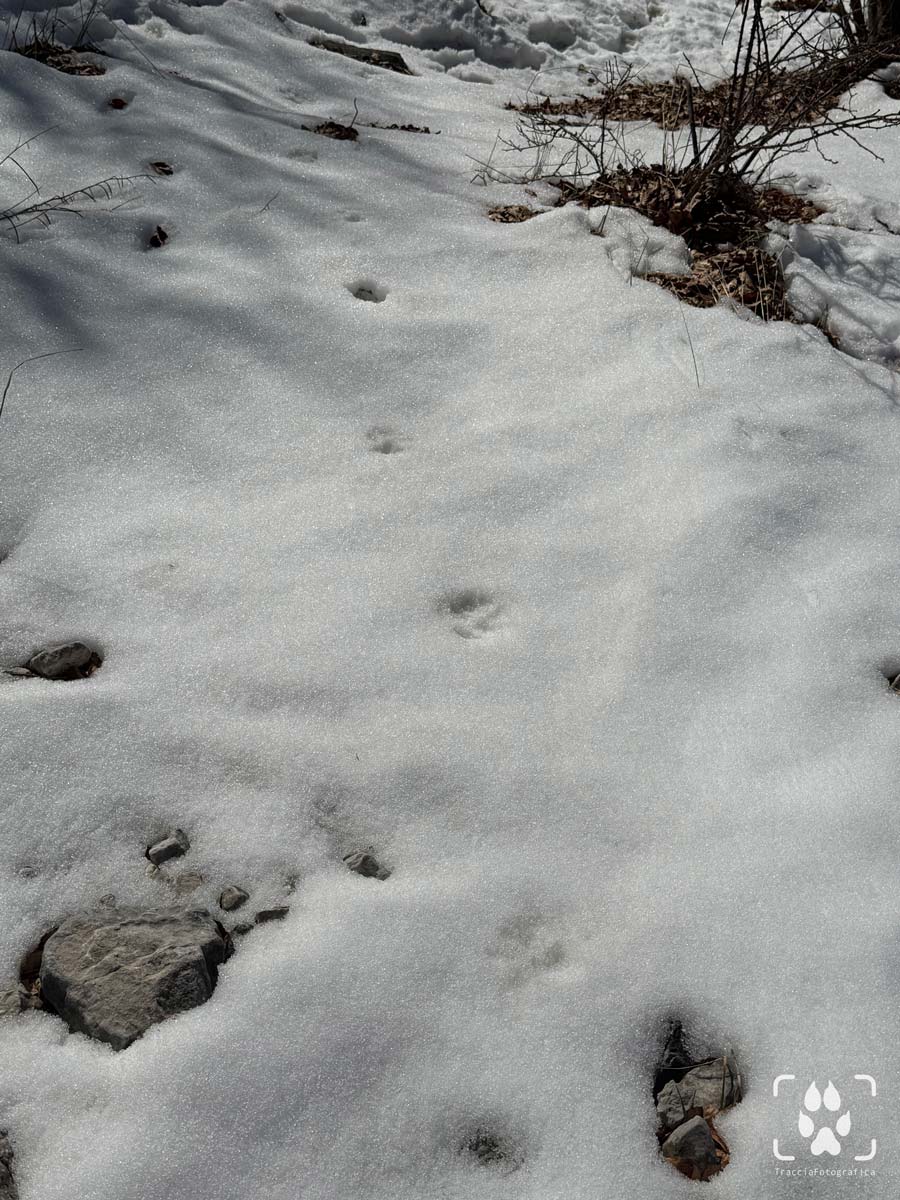 tracce, fatte e pista di impronte di lupo