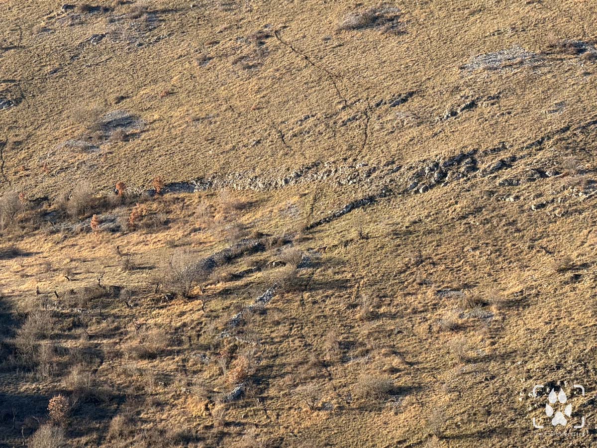 riconoscimento impronte animali - piste e sentieri